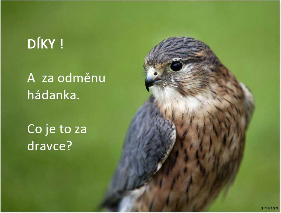 dravec